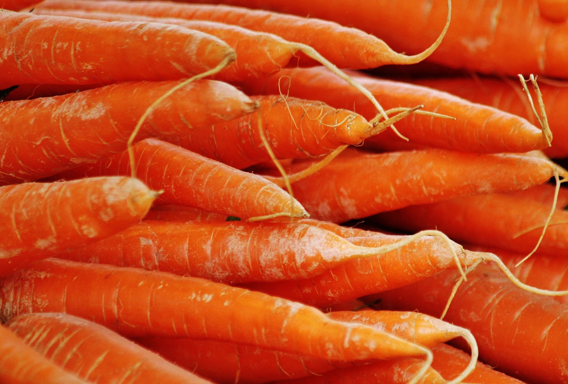 carrots as an example of top prebiotic foods